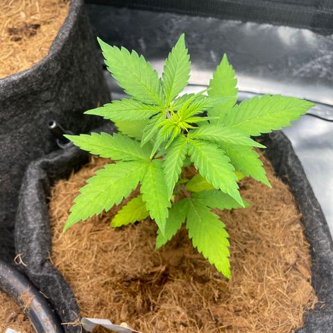 Dark Devil auto growlog timeline photo