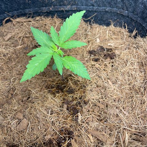Brisant roxo  growlog timeline photo