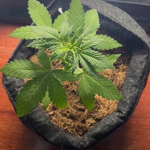 Dark Devil auto growlog timeline photo