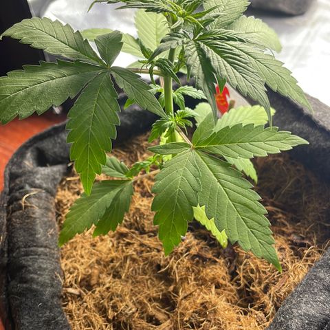 Dark Devil auto growlog timeline photo
