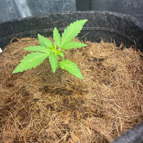 Brisant roxo  growlog timeline photo