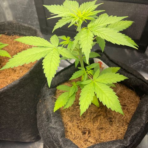 Dark Devil auto growlog timeline photo