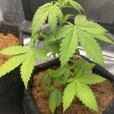Dark Devil auto growlog timeline photo