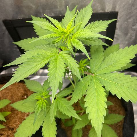Dark Devil auto growlog timeline photo