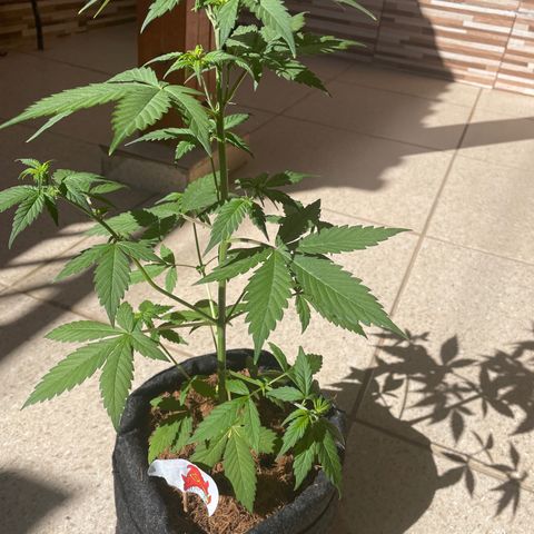 Dark Devil auto growlog timeline photo