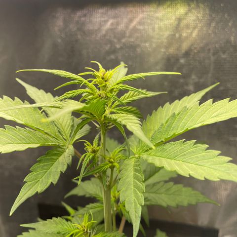 Dark Devil auto growlog timeline photo