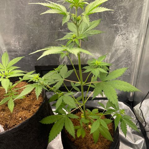Dark Devil auto growlog timeline photo