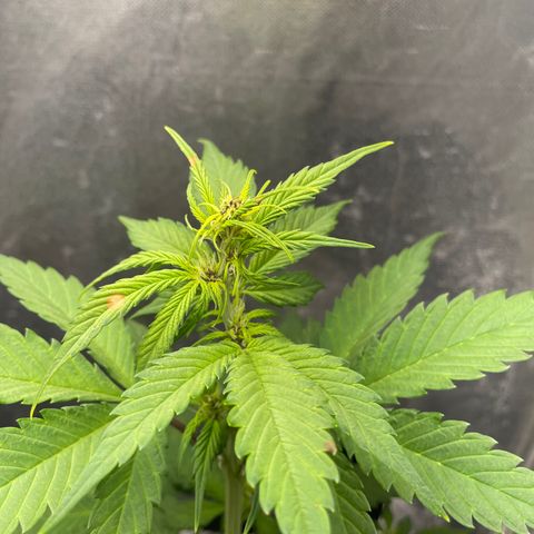 Dark Devil auto growlog timeline photo
