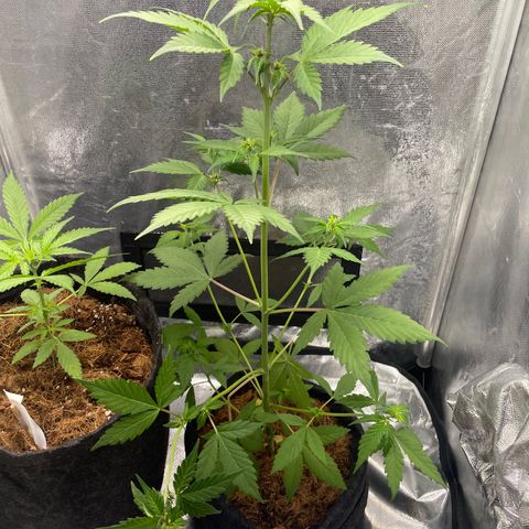 Dark Devil auto growlog timeline photo
