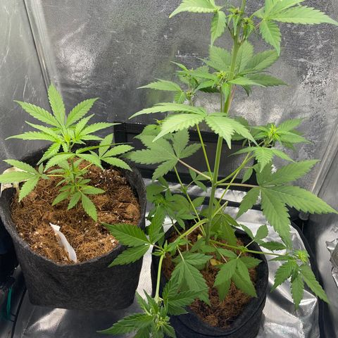 Dark Devil auto growlog timeline photo