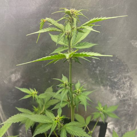 Dark Devil auto growlog timeline photo