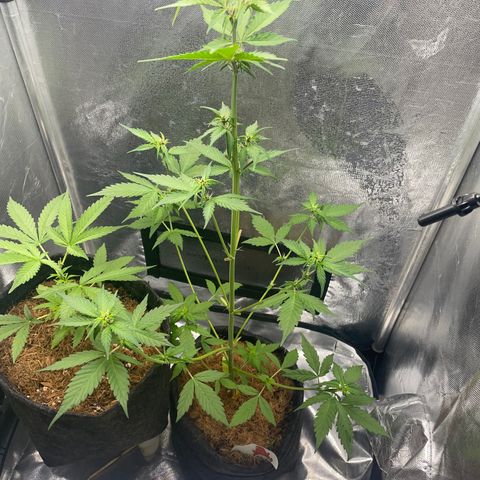 Dark Devil auto growlog timeline photo
