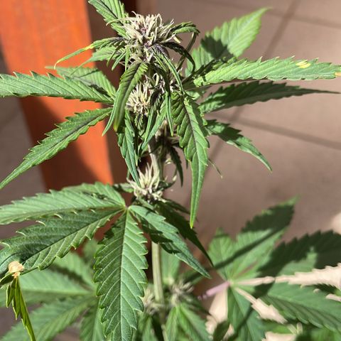Dark Devil auto growlog timeline photo