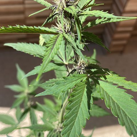 Dark Devil auto growlog timeline photo