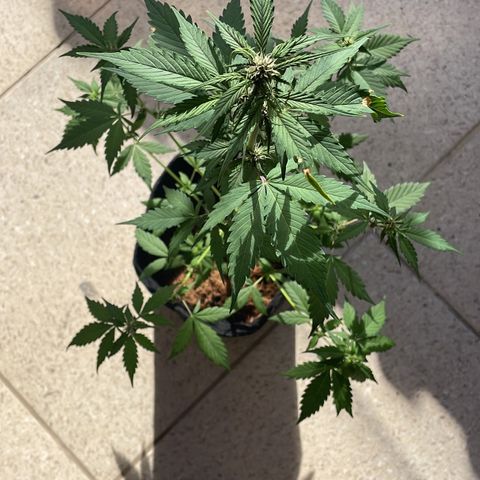 Dark Devil auto growlog timeline photo