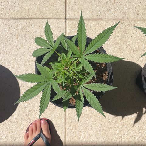Brisant roxo  growlog timeline photo