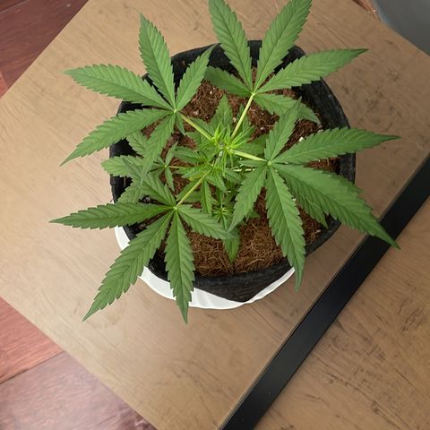 Brisant roxo  growlog timeline photo