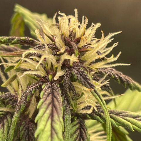 Dark Devil auto growlog timeline photo