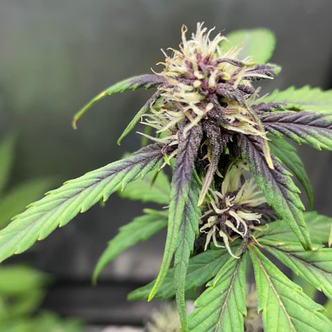 Dark Devil auto growlog timeline photo