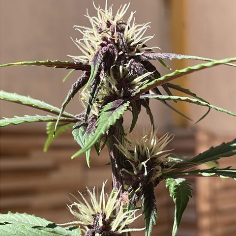 Dark Devil auto growlog timeline photo
