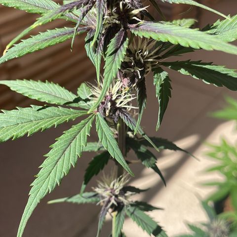 Dark Devil auto growlog timeline photo