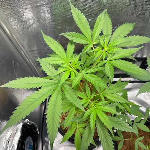Brisant roxo  growlog timeline photo