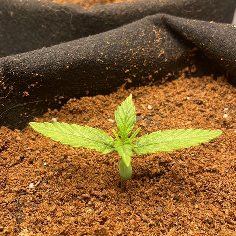 Brisant roxo  growlog photo: 1 week