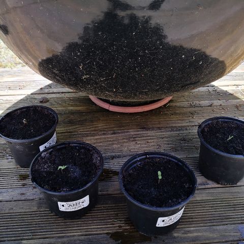 La Nizanaise growlog timeline photo