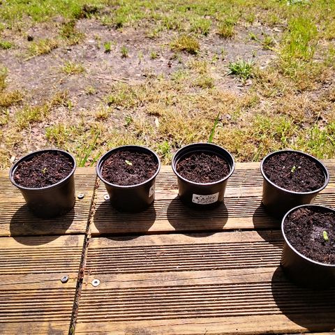 La Nizanaise growlog timeline photo
