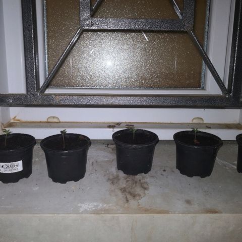 La Nizanaise growlog timeline photo