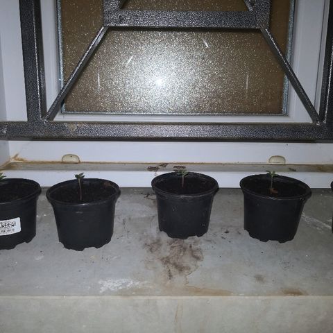 La Nizanaise growlog timeline photo