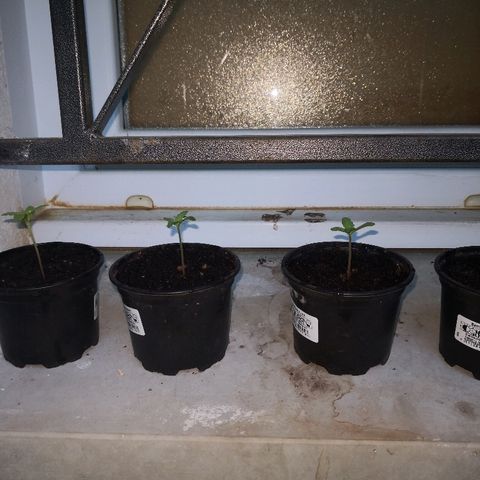 La Nizanaise growlog timeline photo