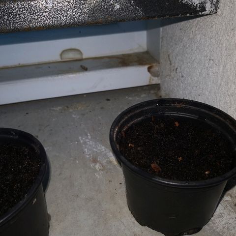 La Nizanaise growlog timeline photo