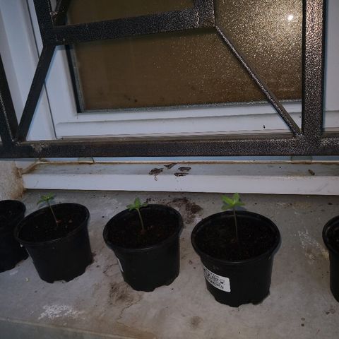 La Nizanaise growlog timeline photo