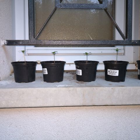 La Nizanaise growlog timeline photo