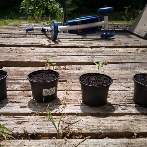 La Nizanaise growlog timeline photo
