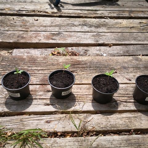 La Nizanaise growlog timeline photo