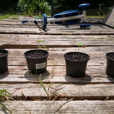 La Nizanaise growlog timeline photo