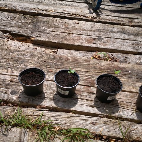 La Nizanaise growlog timeline photo