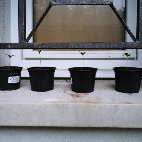 La Nizanaise growlog timeline photo