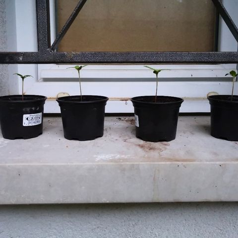 La Nizanaise growlog timeline photo