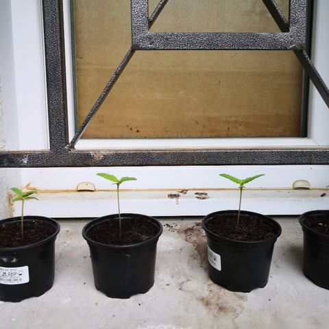 La Nizanaise growlog timeline photo