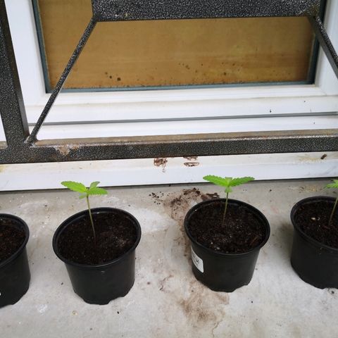 La Nizanaise growlog timeline photo