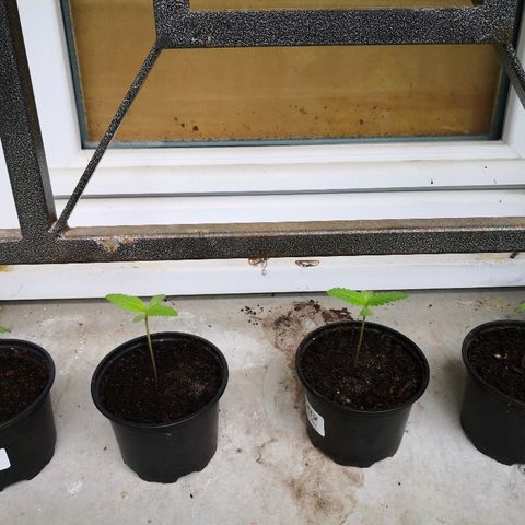 La Nizanaise growlog timeline photo
