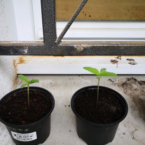La Nizanaise growlog timeline photo
