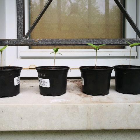 La Nizanaise growlog timeline photo