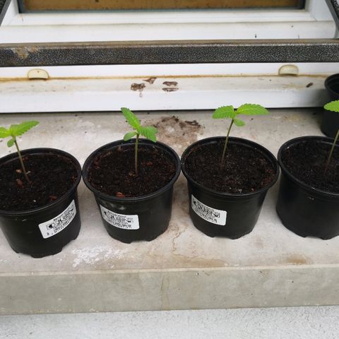 La Nizanaise growlog timeline photo