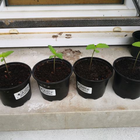 La Nizanaise growlog timeline photo