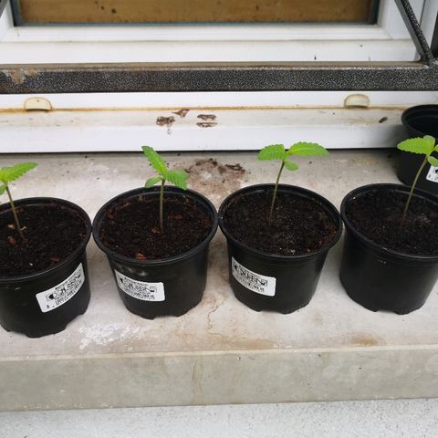 La Nizanaise growlog timeline photo