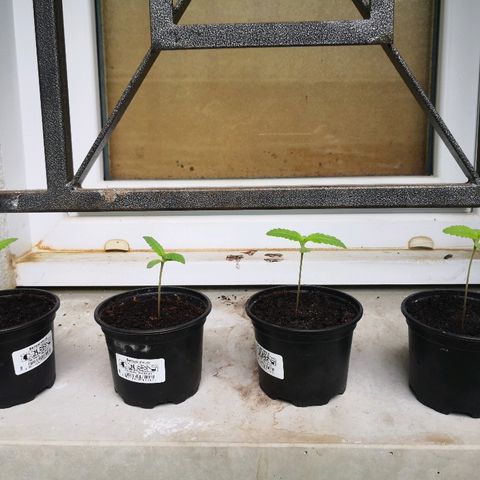 La Nizanaise growlog timeline photo